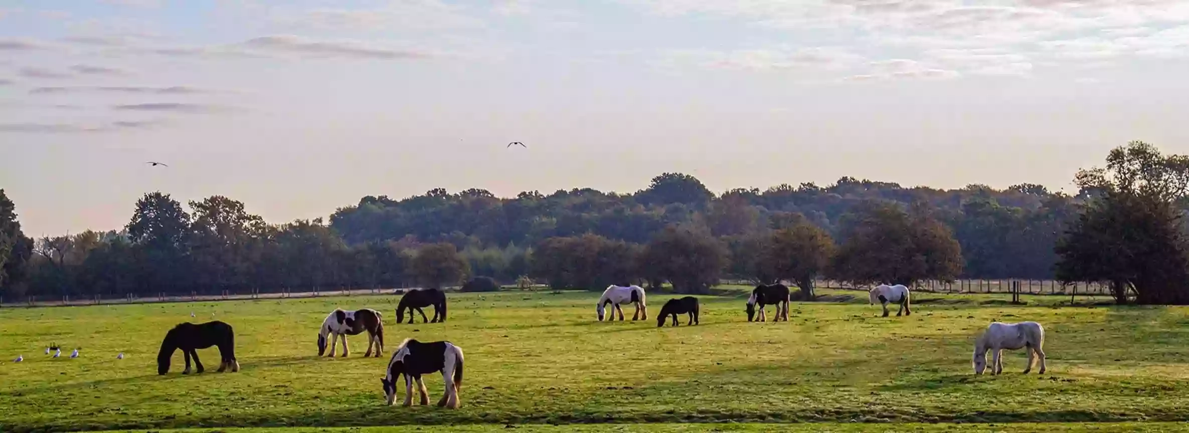 Hopefield Animal Sanctuary