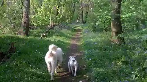 A Walk in the Parks home dog boarding