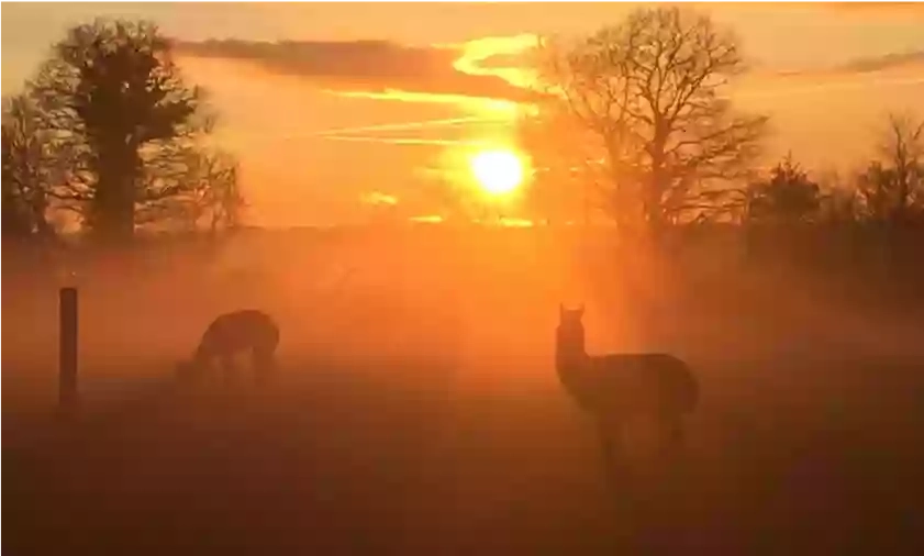 Fuzzy's Farm