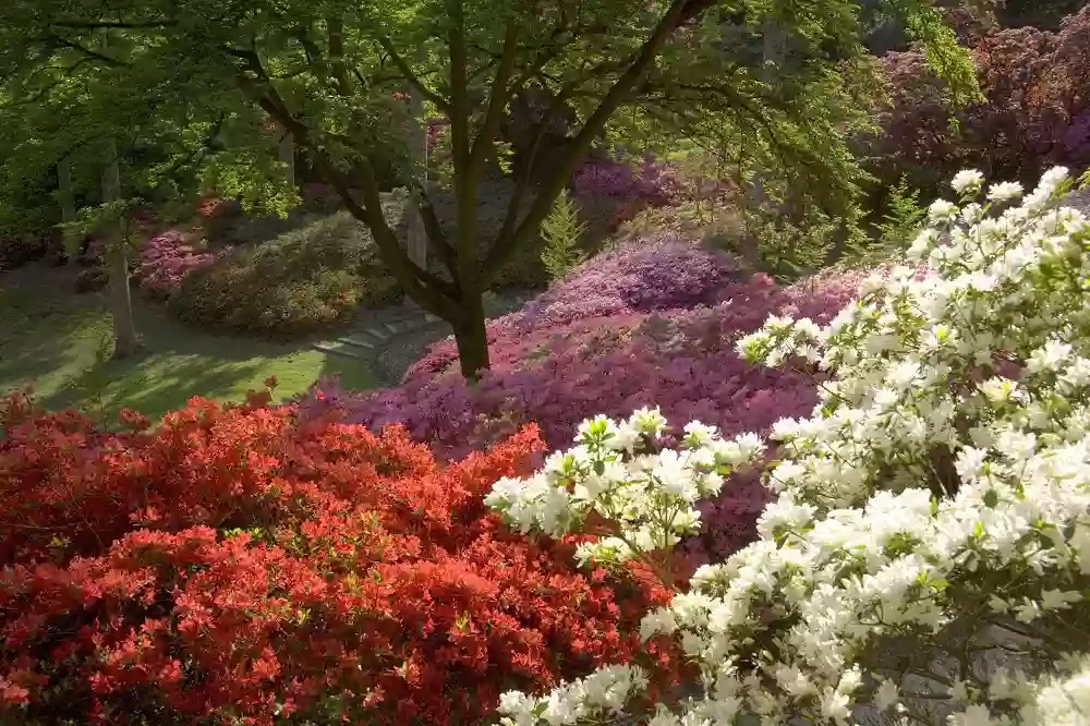 The Valley Gardens