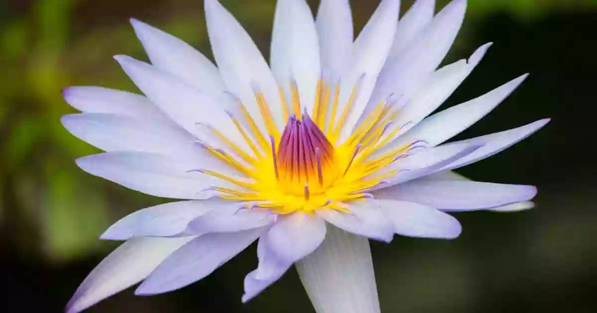 Waterlily House