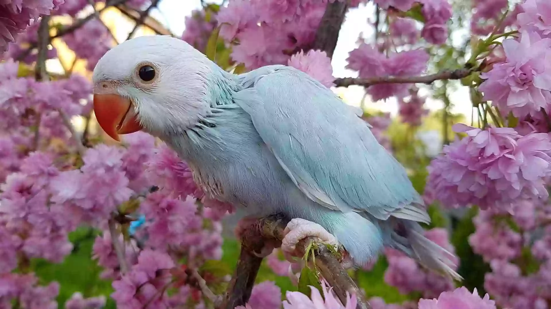 Indian Ringneck Parrots Manchester