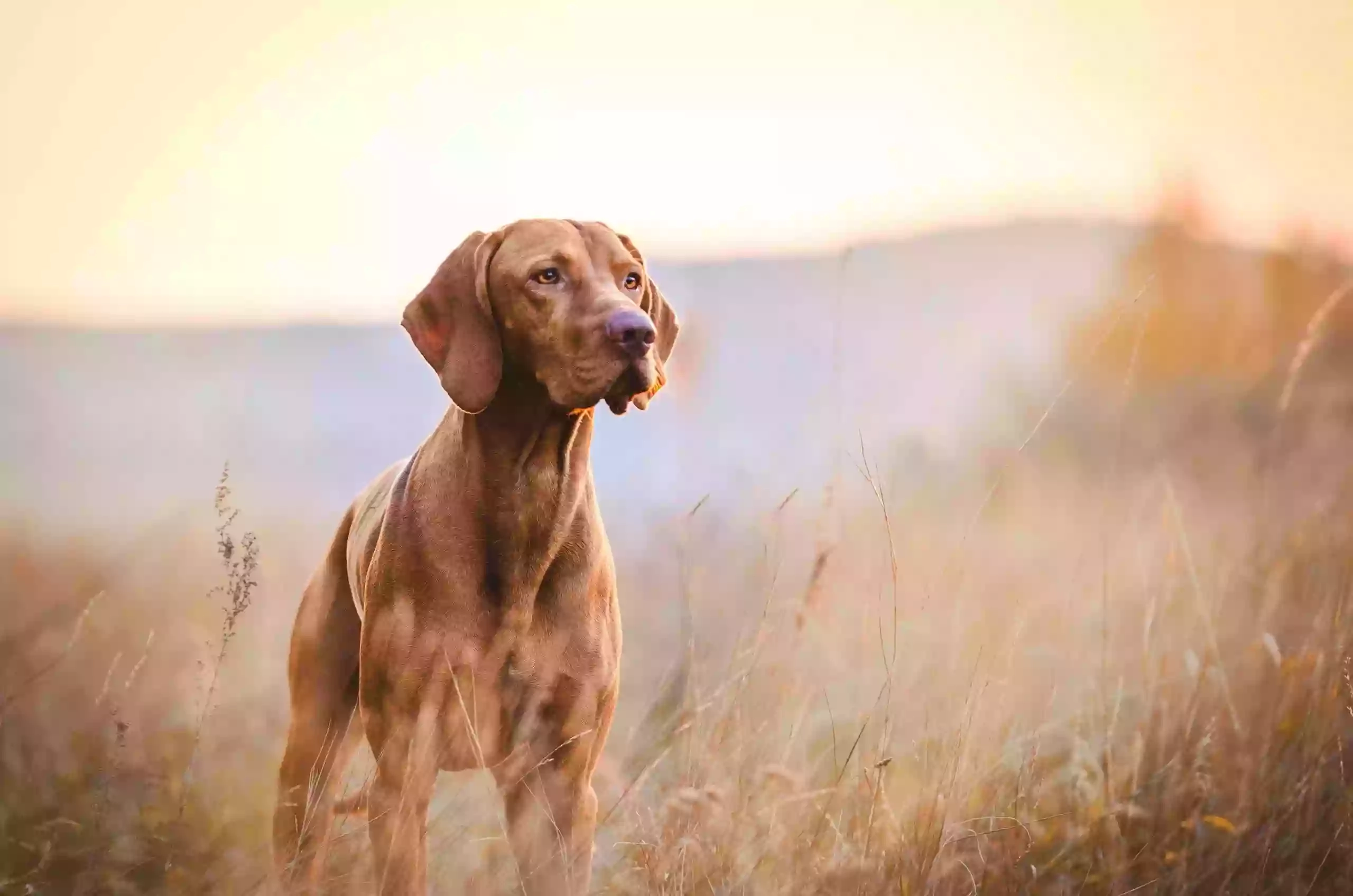 Dog Walker Knutsford