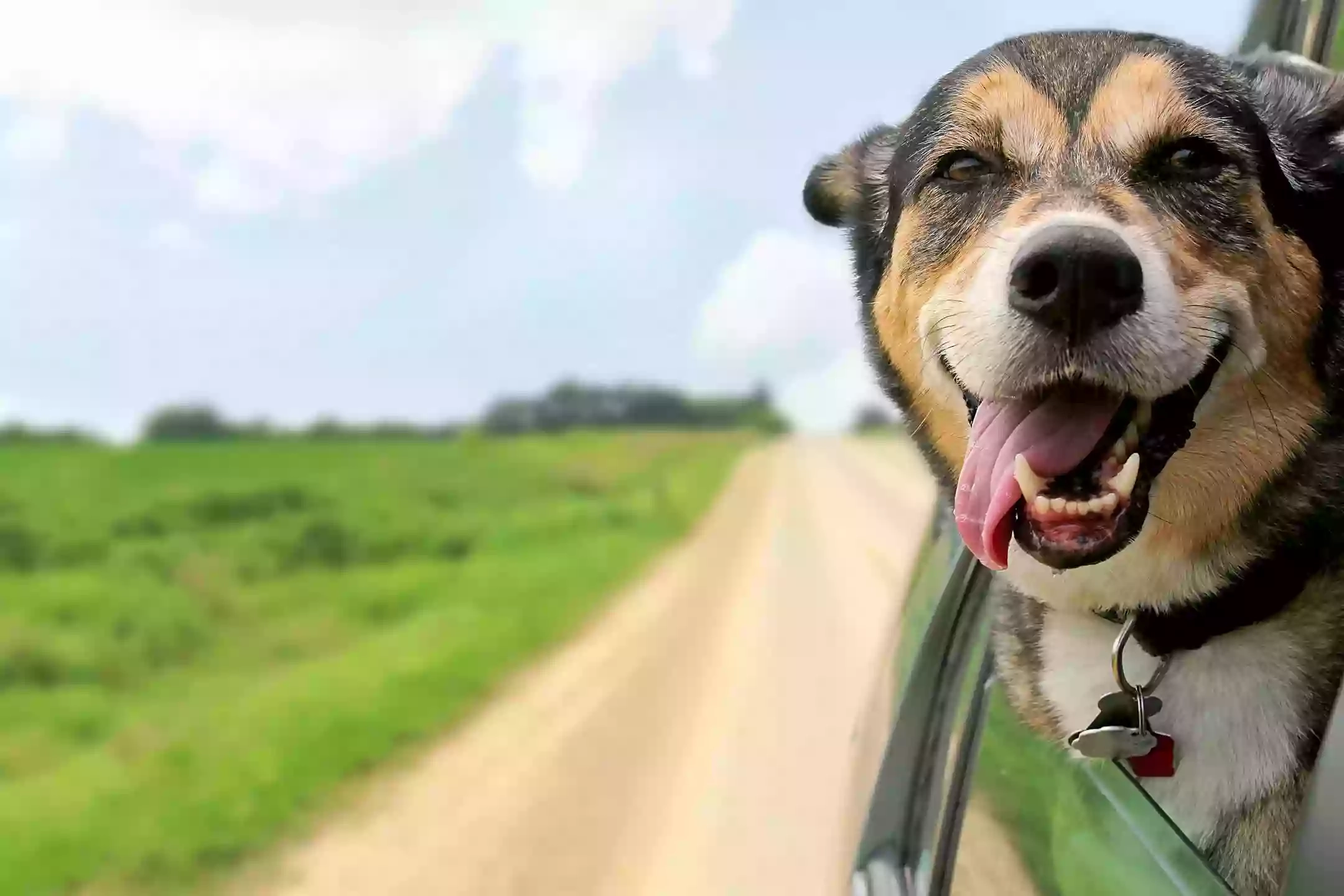 Annabel's Country Canines