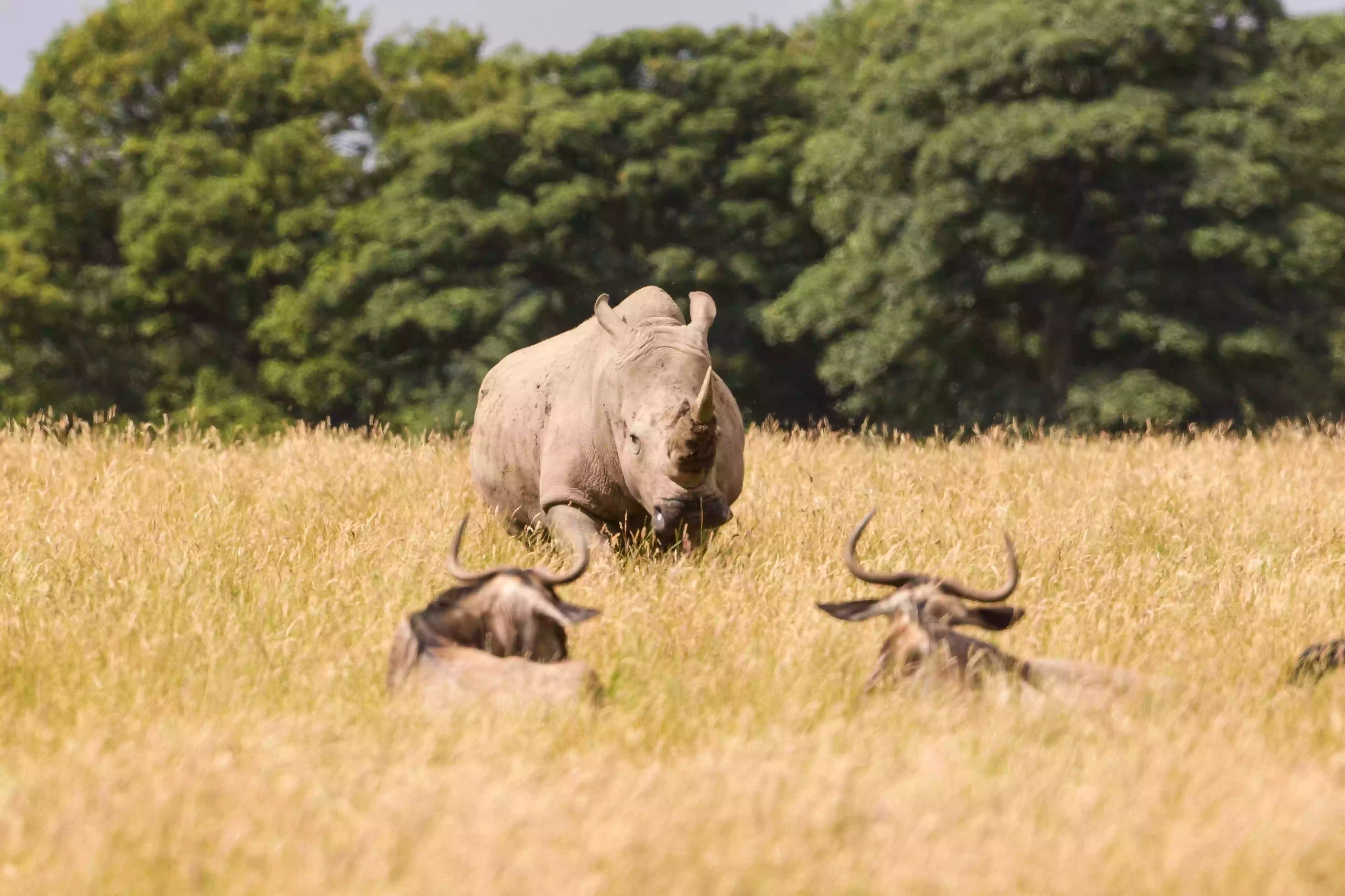 Knowsley Safari