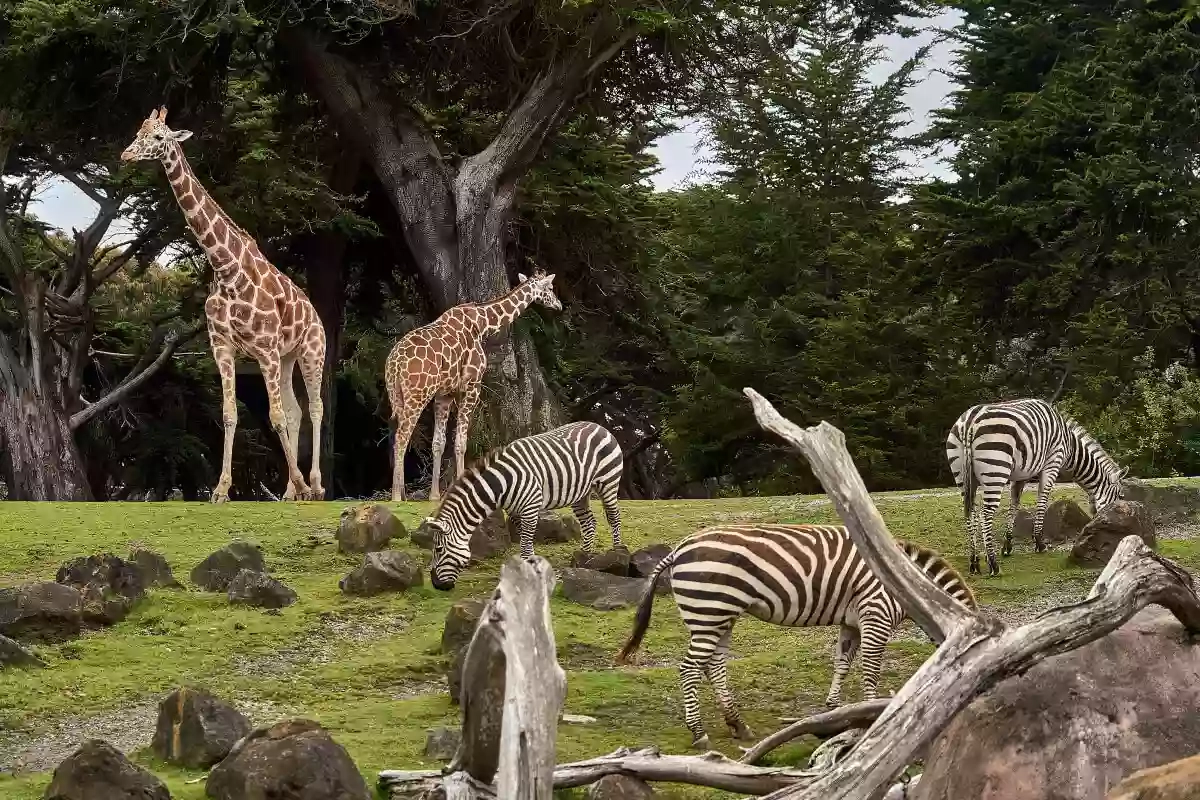 Zoo Chester Holiday Home