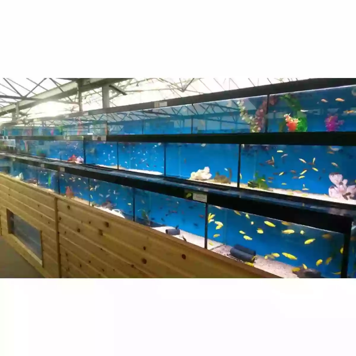 Maidenhead Aquatics Carr Farm