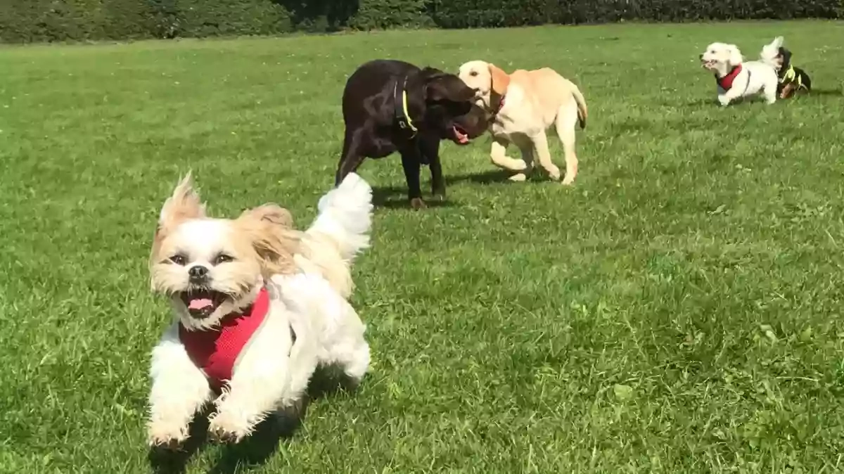 Go Dogs! Dog Walking & Daycare