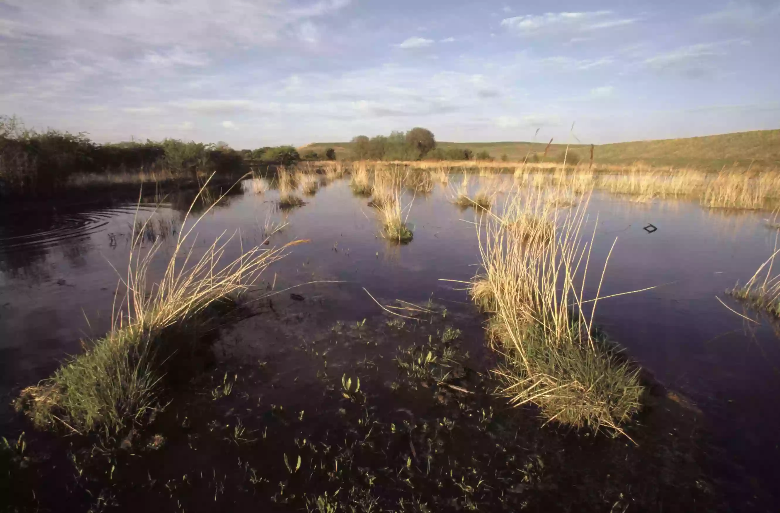 RSPB Fairburn Ings