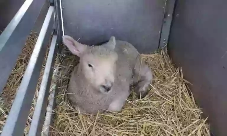 Hartcliffe City Farm