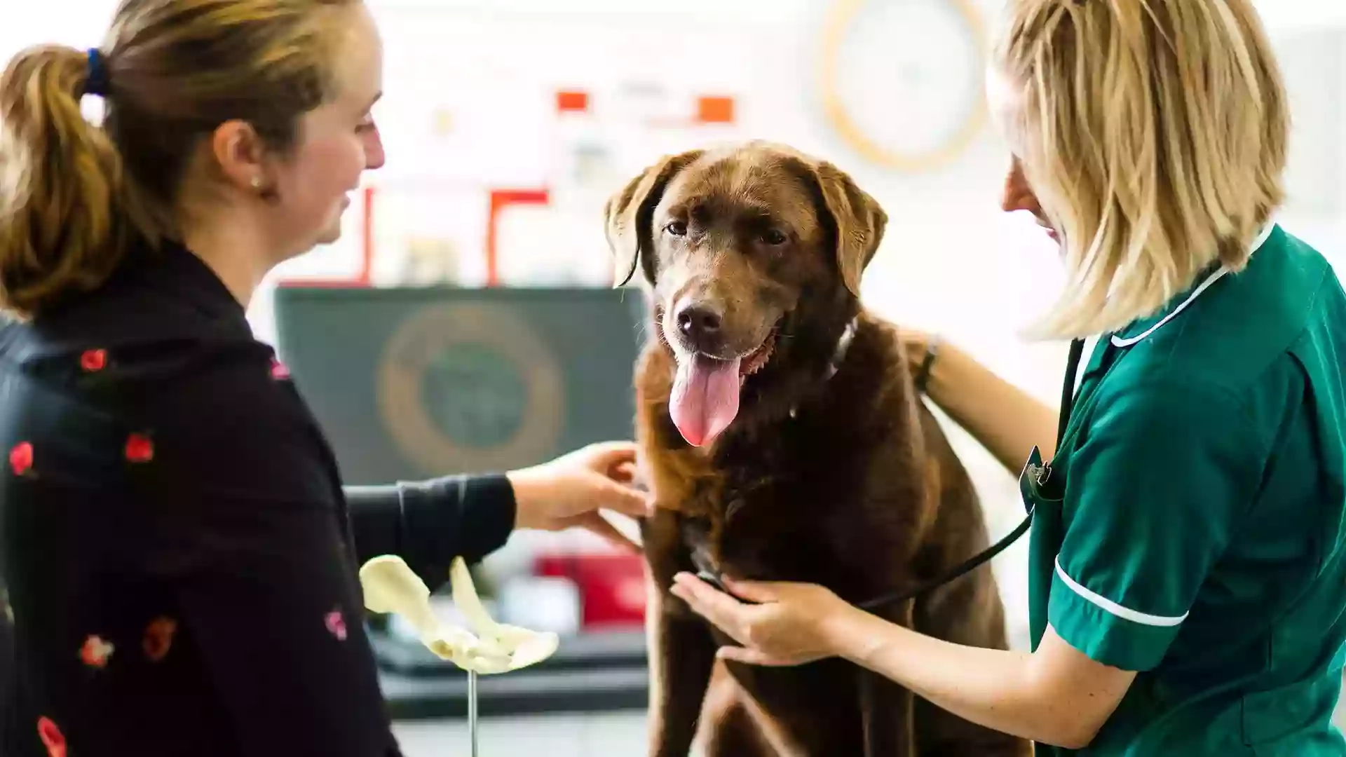 Bath Veterinary Group, Rosemary Lodge Veterinary Hospital