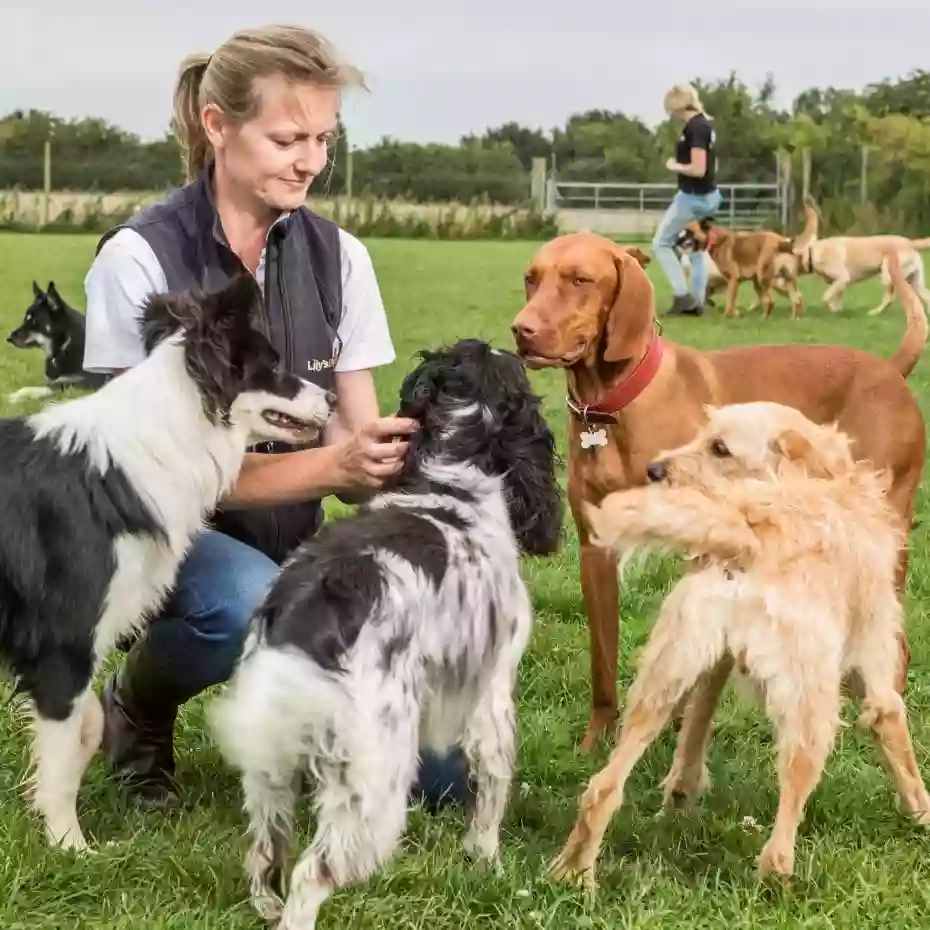 Lily's Barn Dog Day Care