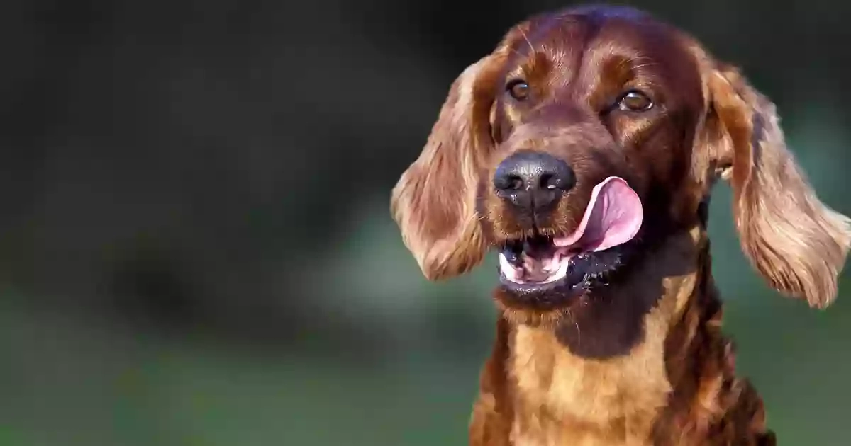 Binky's Dog Walking