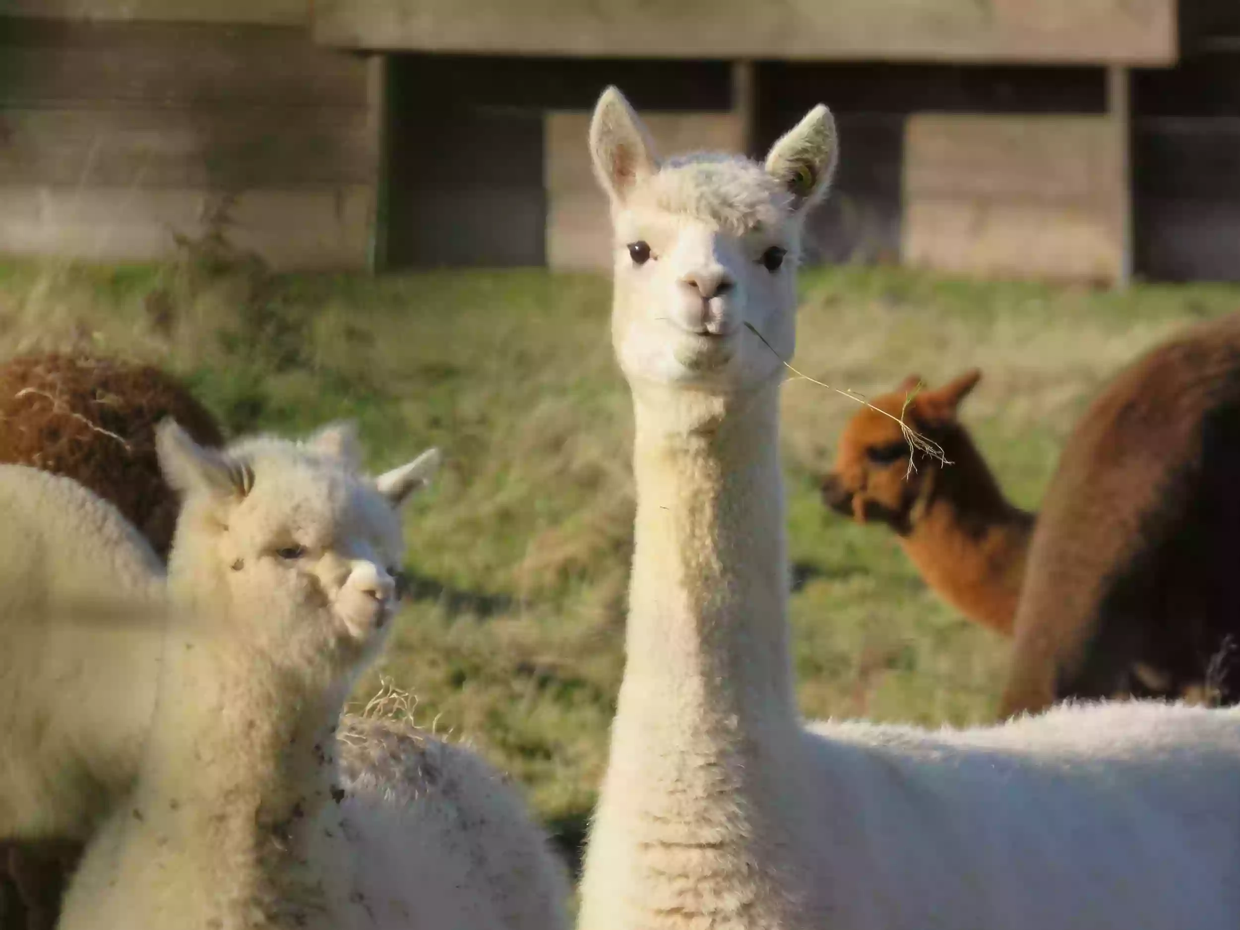 Clyde Veterinary Group, Wishaw