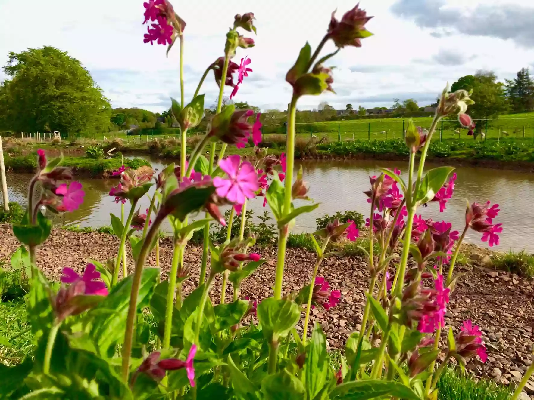 Bird Gardens Scotland CIC