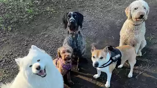 Canonmills Canines Edinburgh