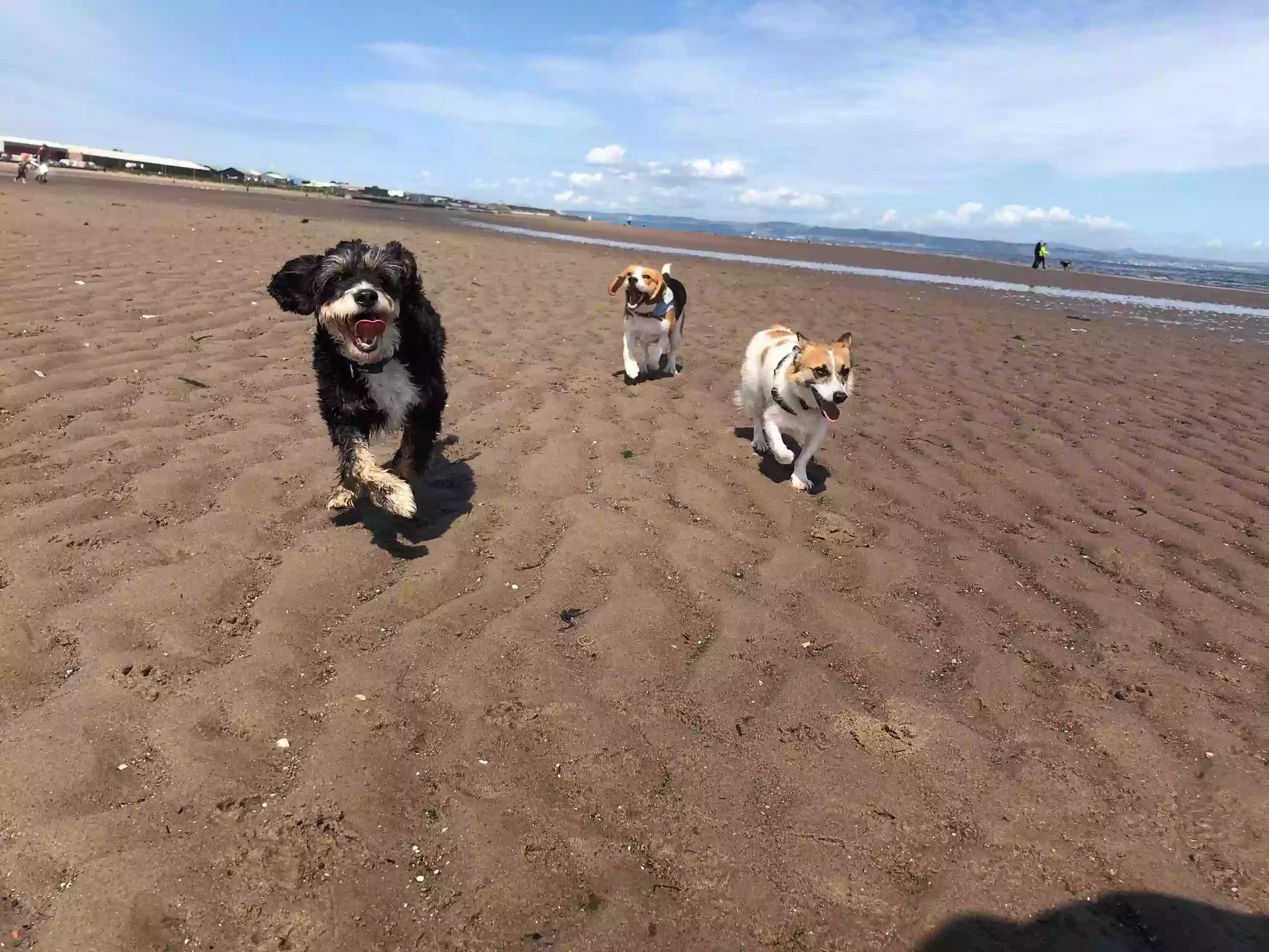 K9 Adventures-Scotland - Professional Dog Walkers - Musselburgh & East Lothian