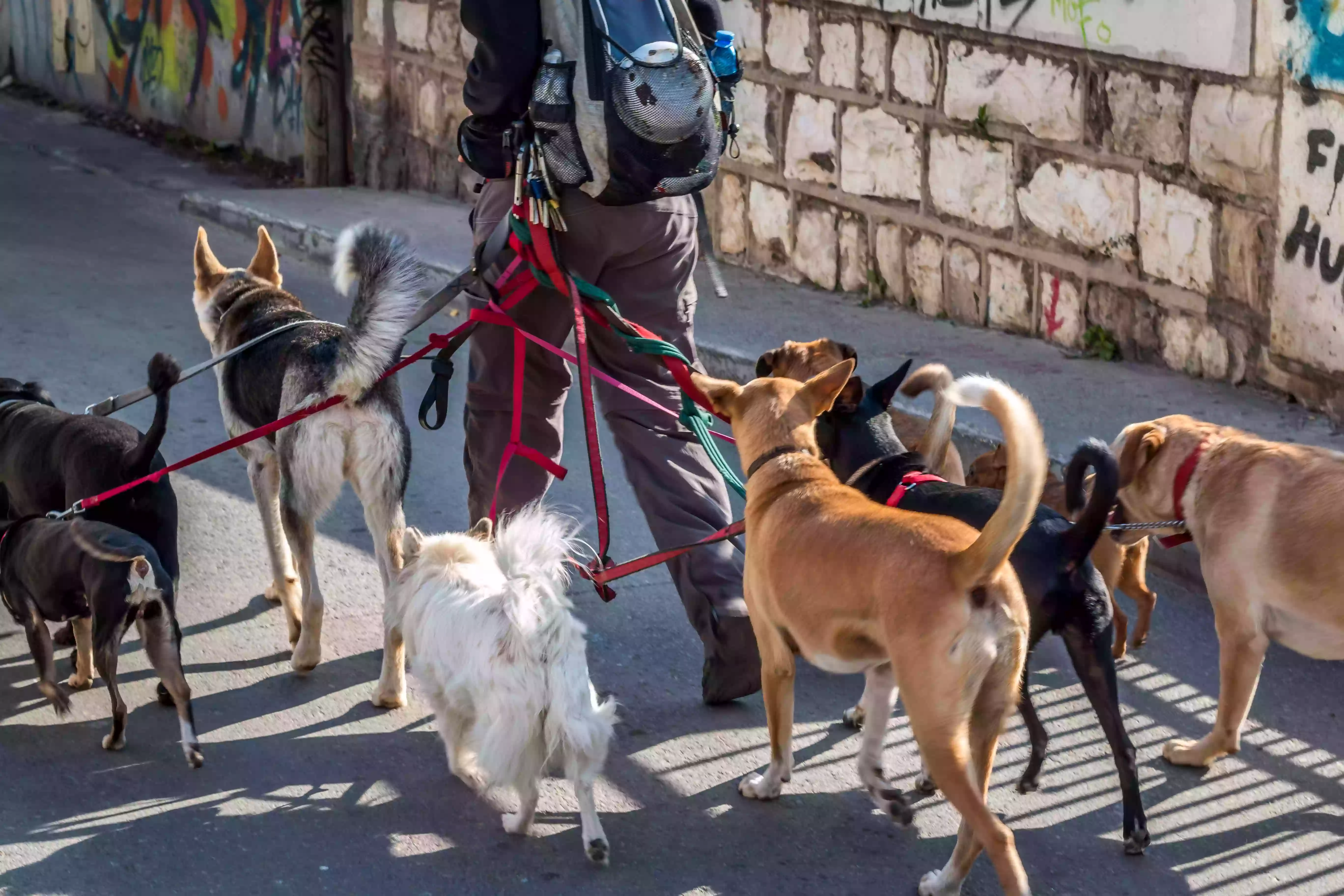 Barking Mad Dog Walkers