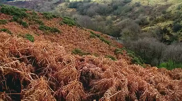 Linhouse Glen