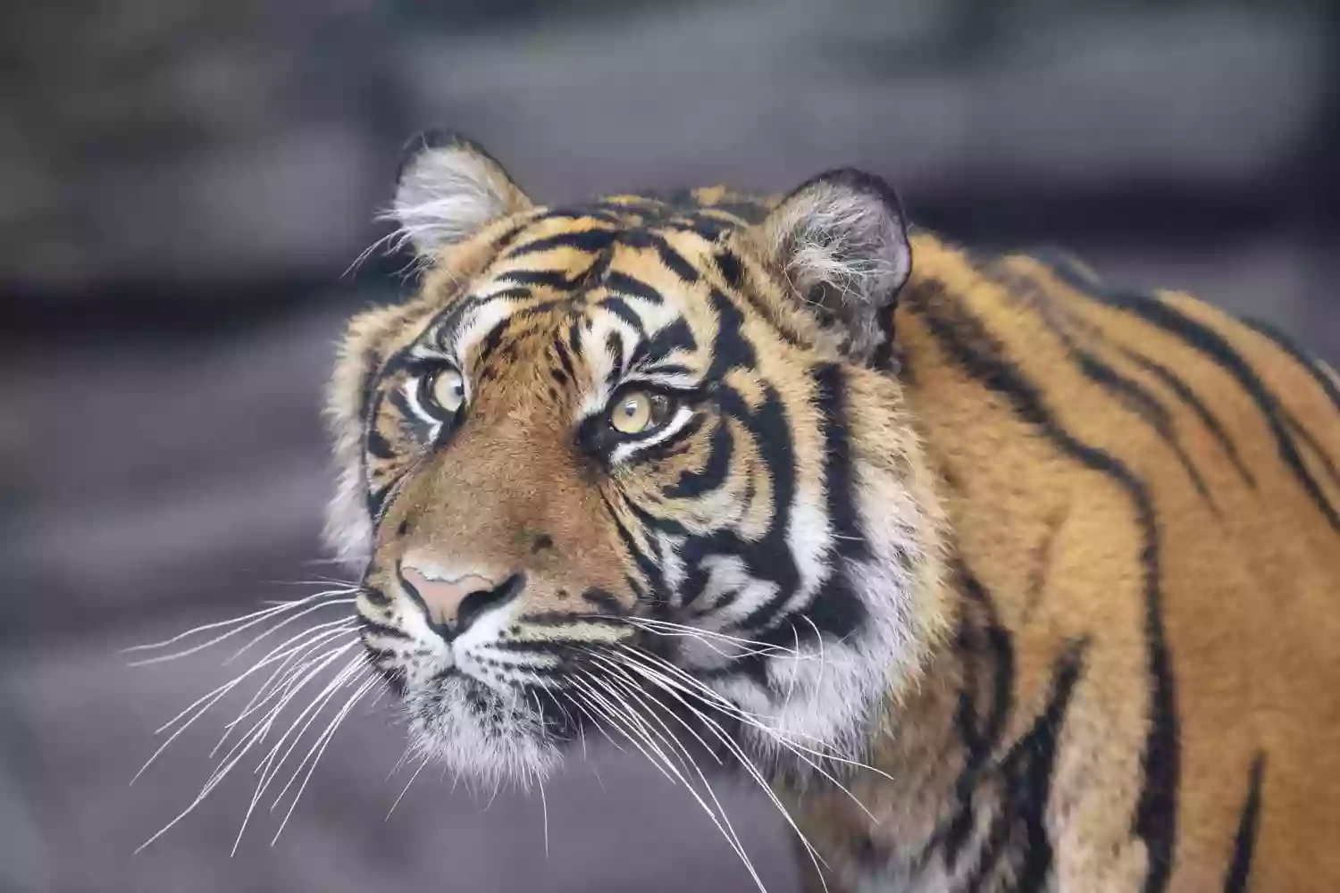 Tiger Enclosure - Twycross Zoo