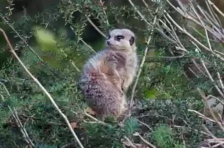 Meercat Enclosure - Twycross Zoo