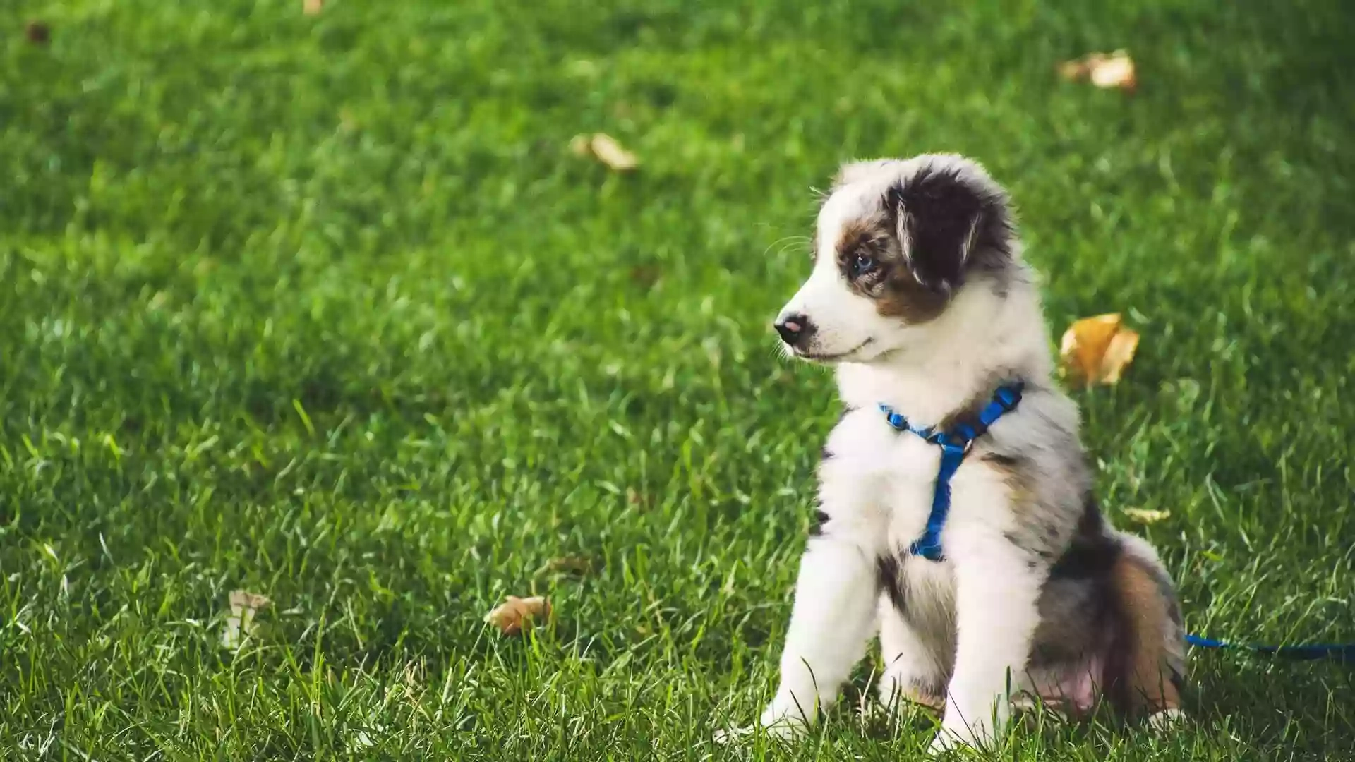 Oakfield Veterinary Group