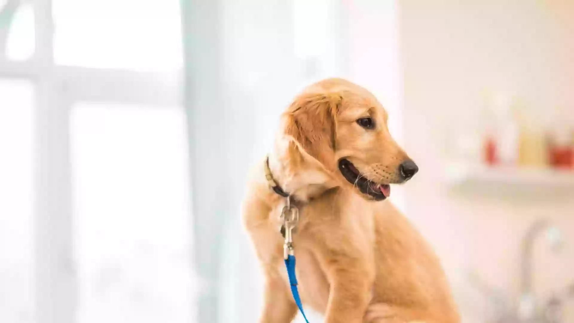 St Mary's Veterinary Surgery