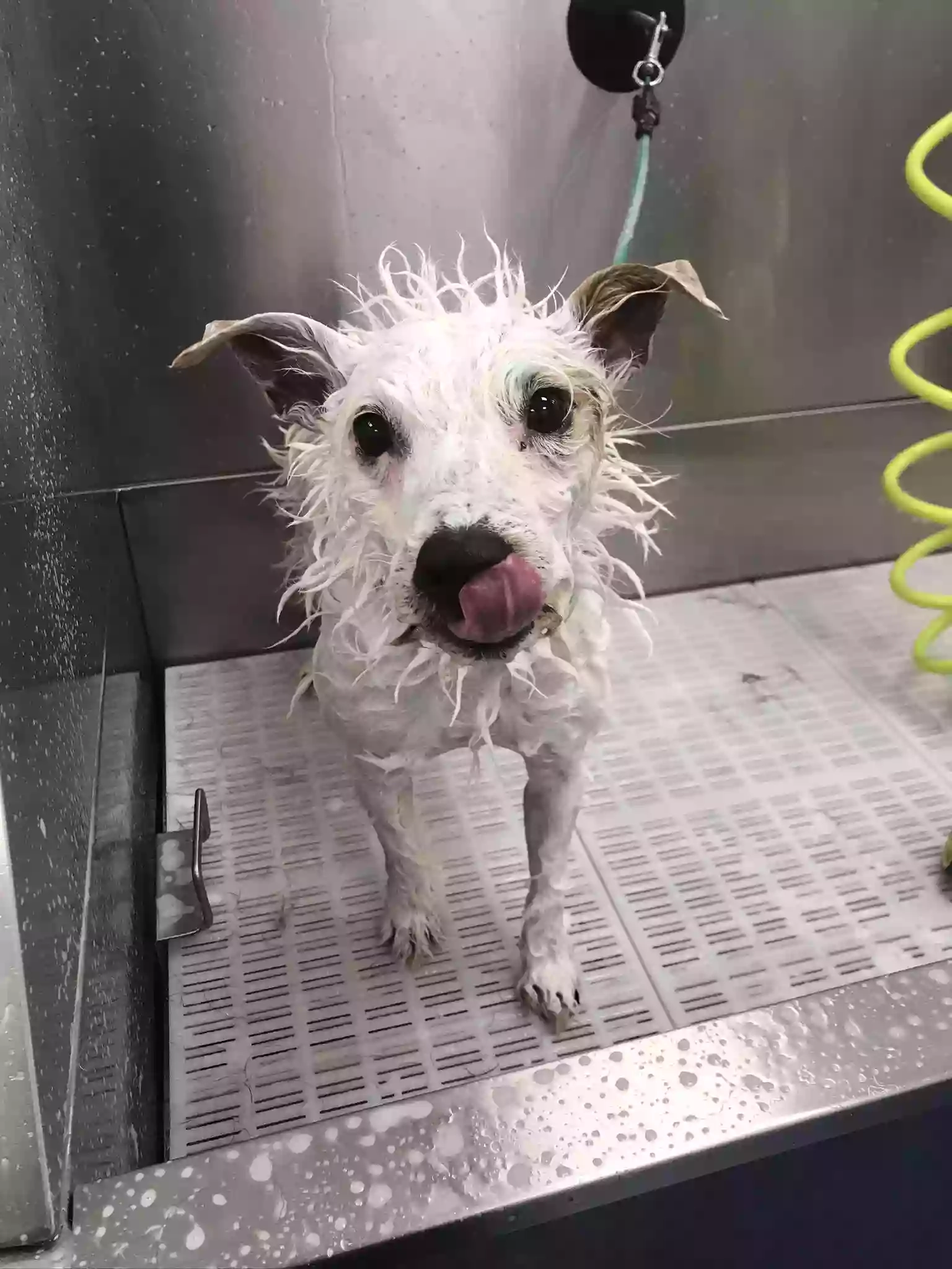 Mucky Pups Pet Grooming