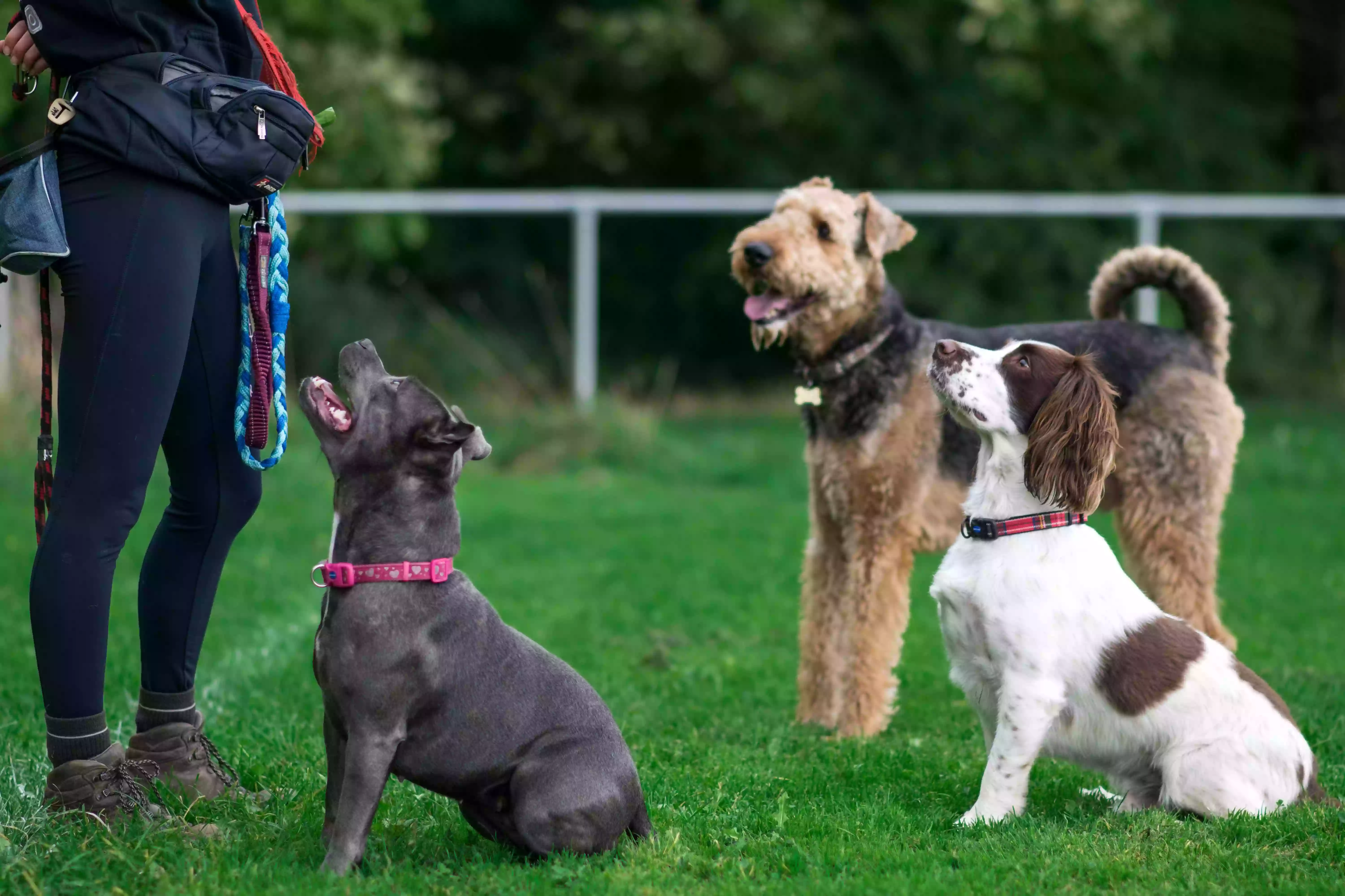 The Hound Ville Dog Walking - Brighouse