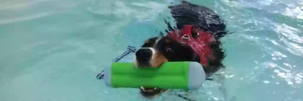 K9 Splash Hydrotherapy