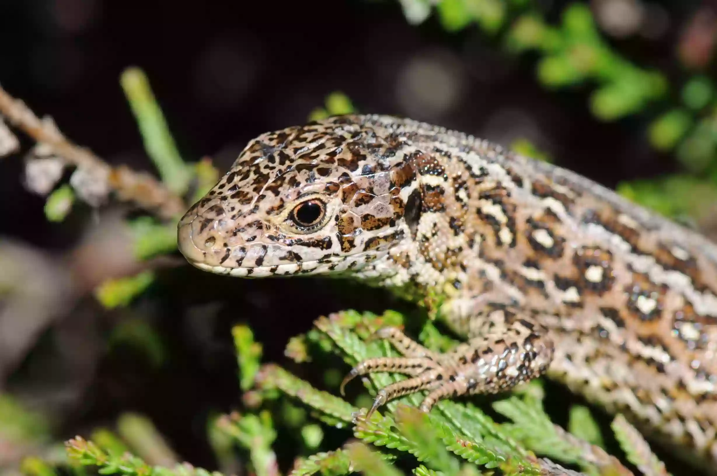 New Forest Reptile Centre