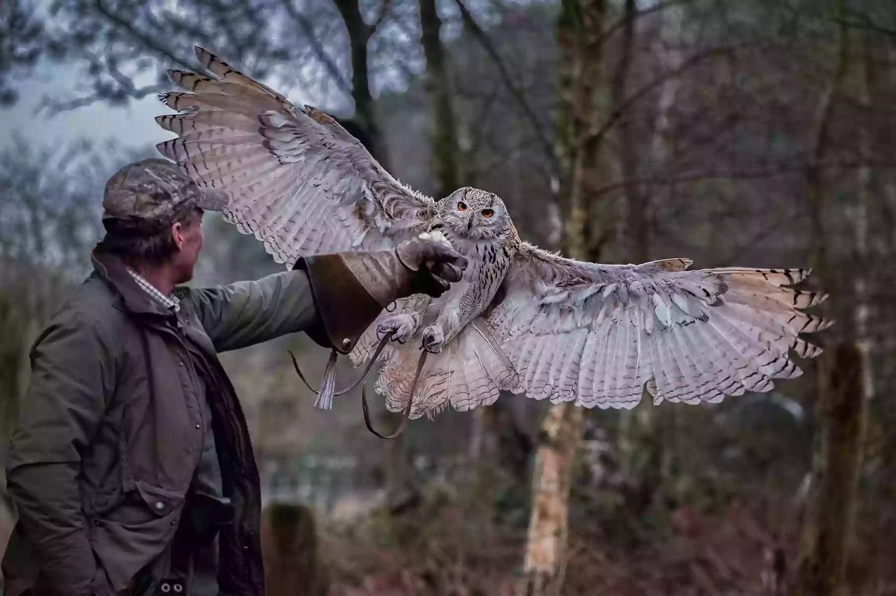 Forest Falconry