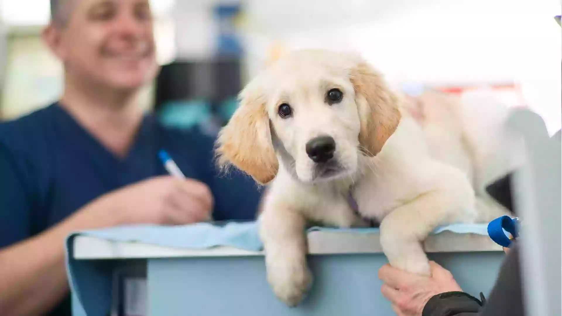 Forest Lodge Vet Practice