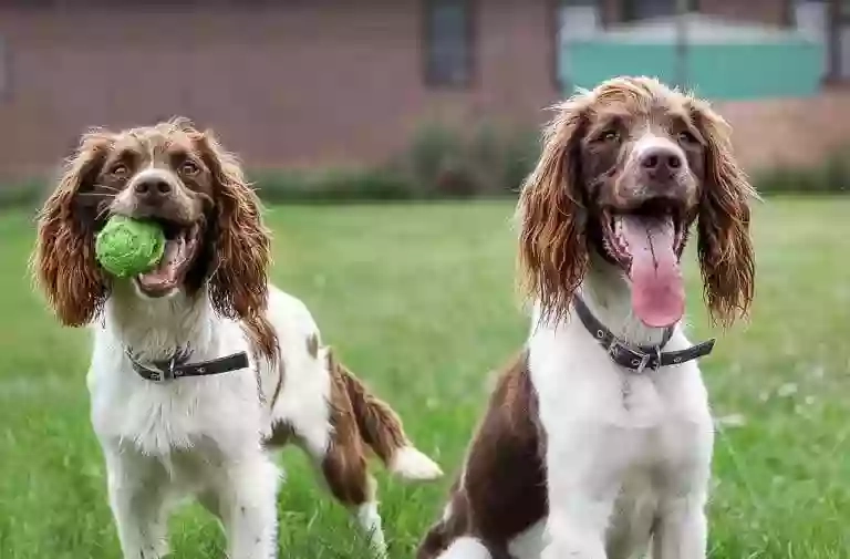 Clearway Boarding Kennels