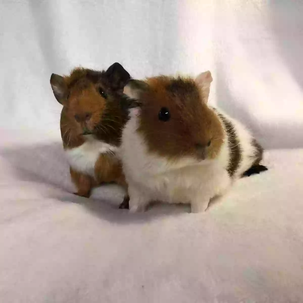 Marchwood Guinea Pig Boarding