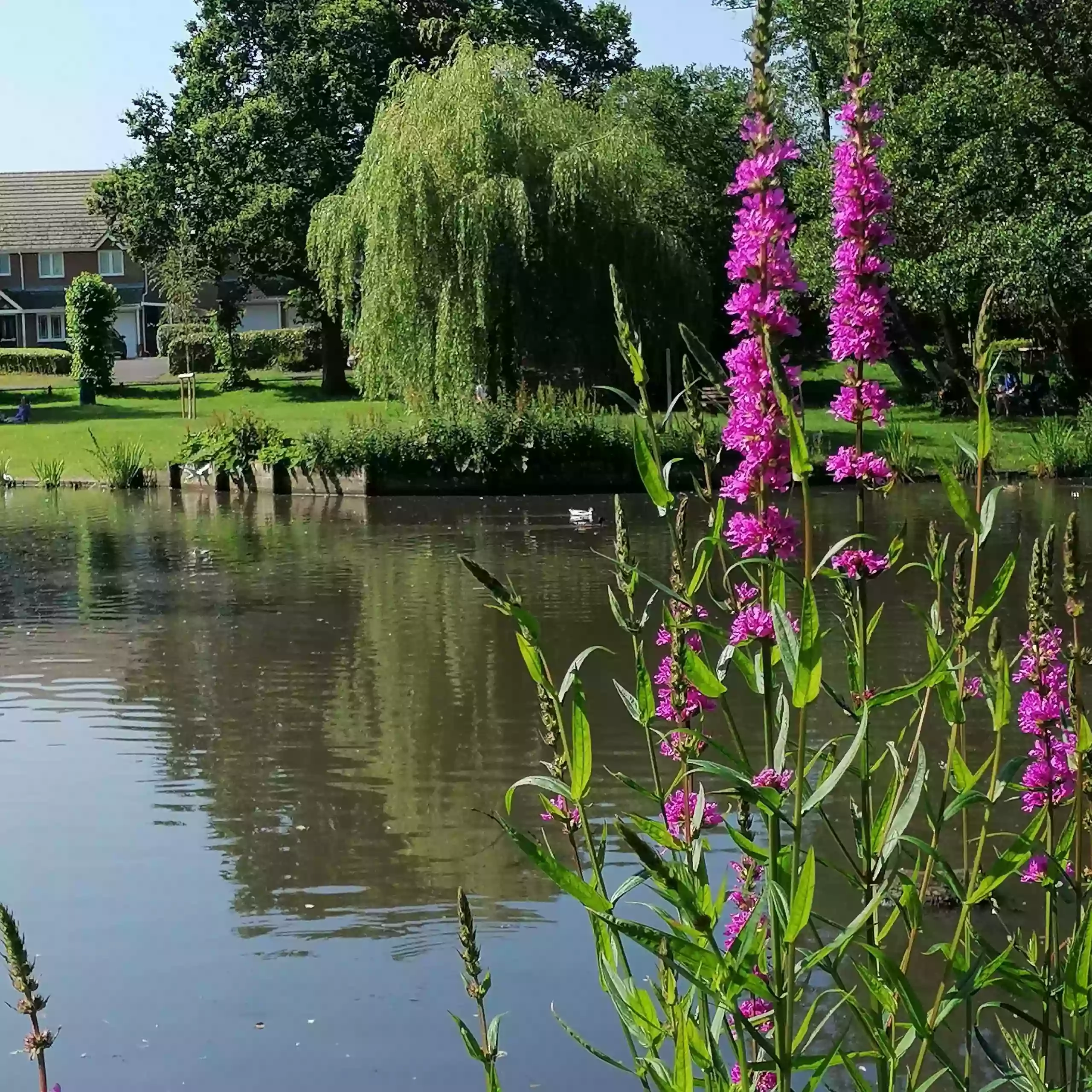 Ballard Water Meadows