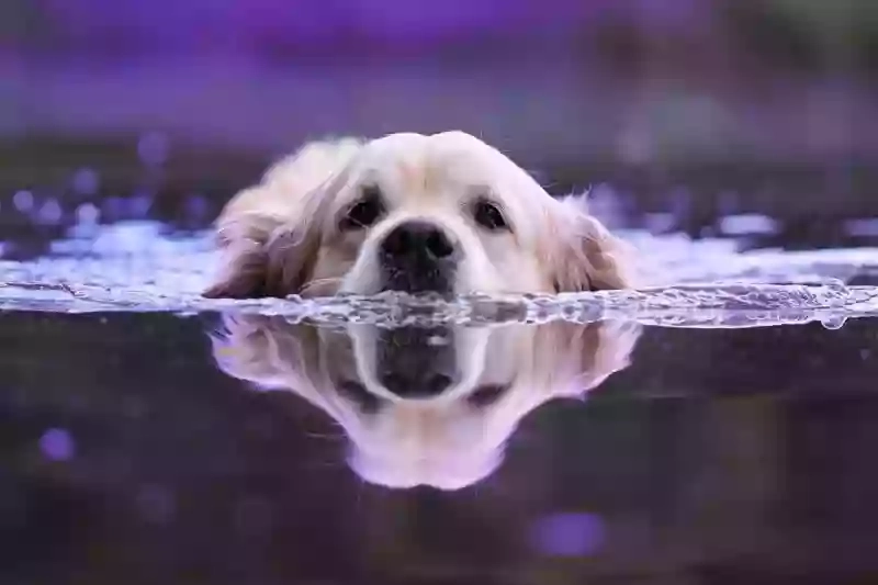 Day Care for Dogs in South Stoke