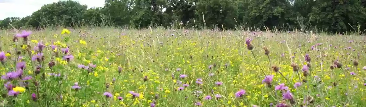 Peacock Meadows