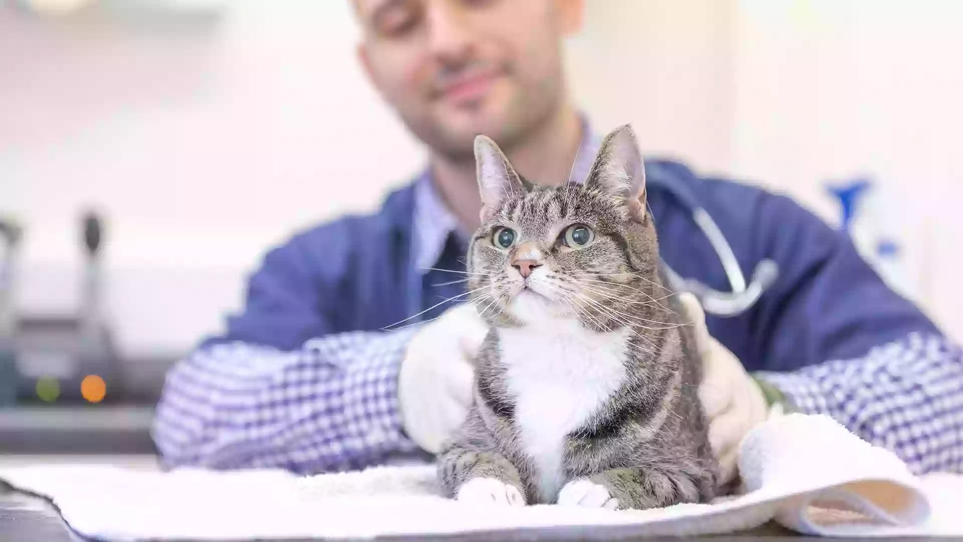 Swadlincote Veterinary Centre