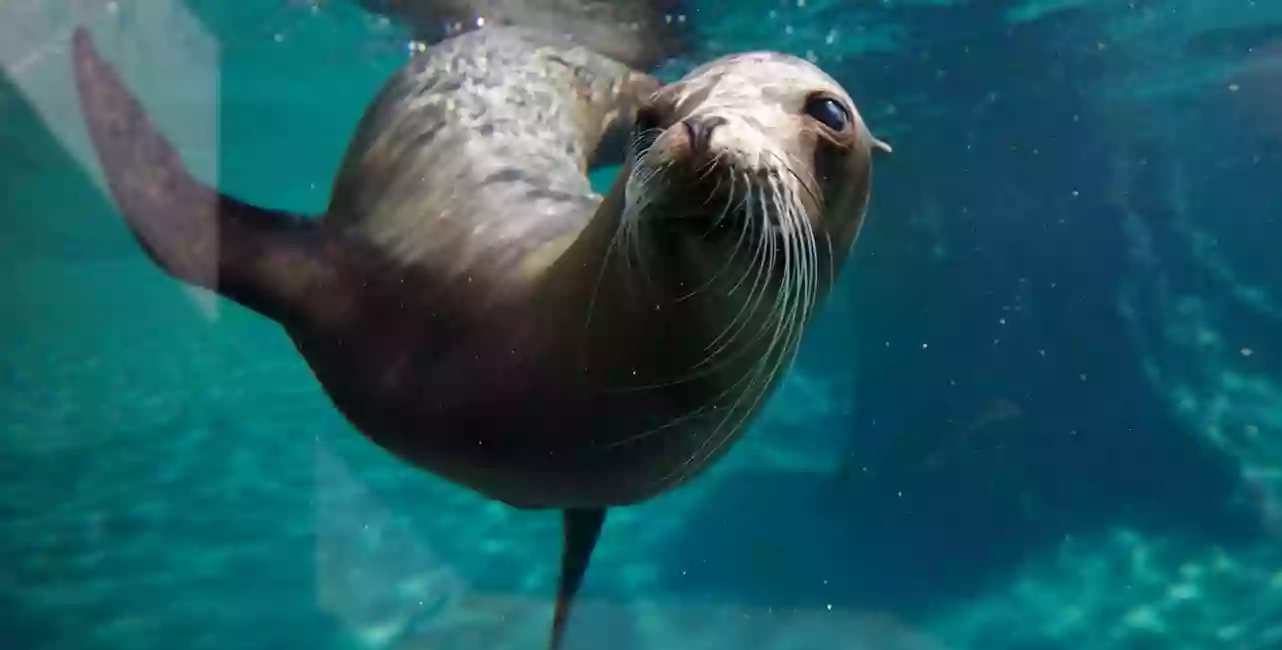 Dublin Zoo