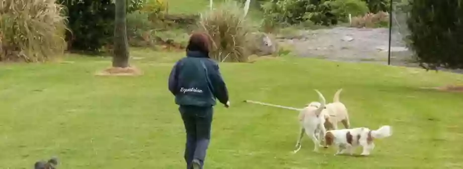 Pine Forest Boarding Kennels