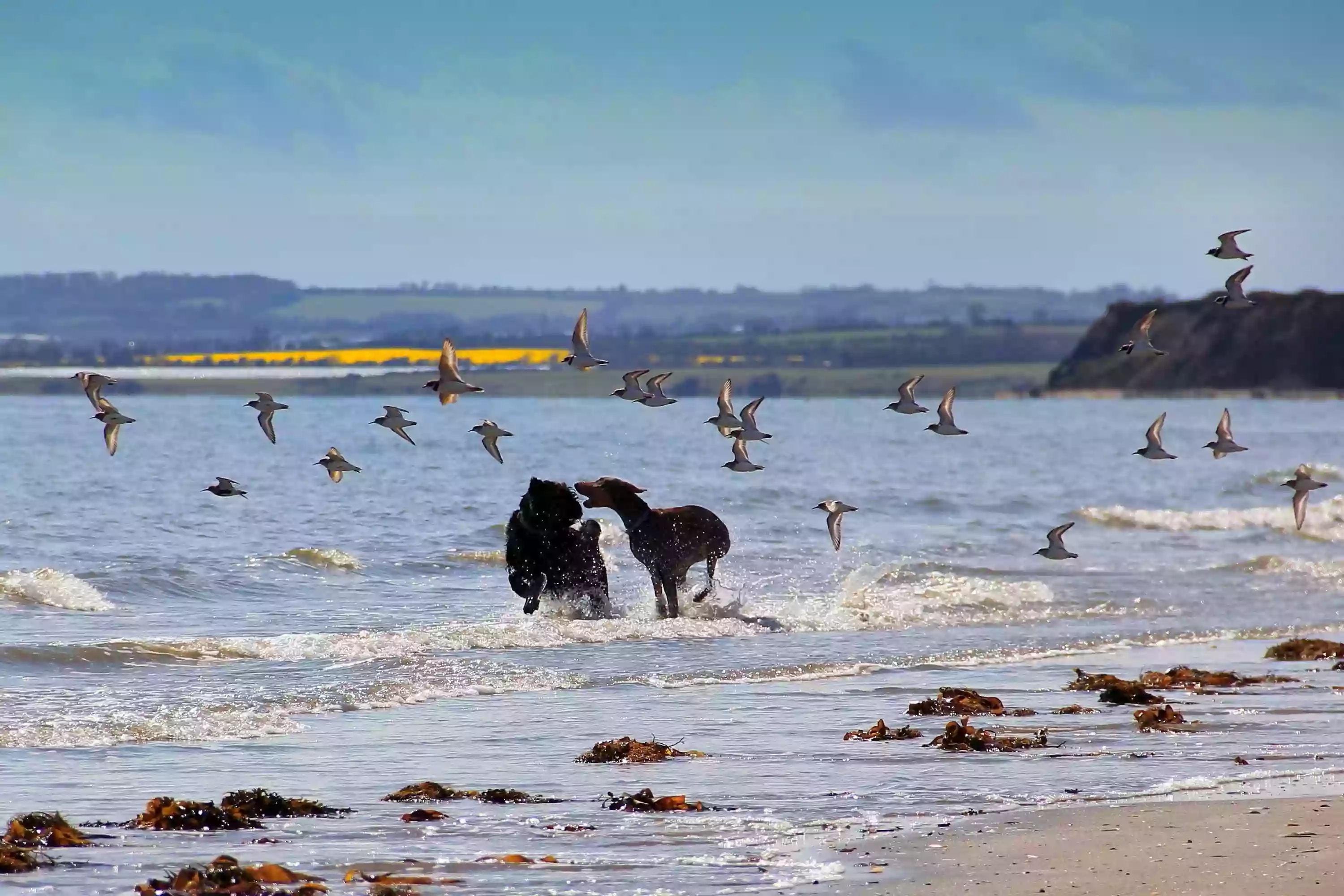 Meath Coast Dog Walking