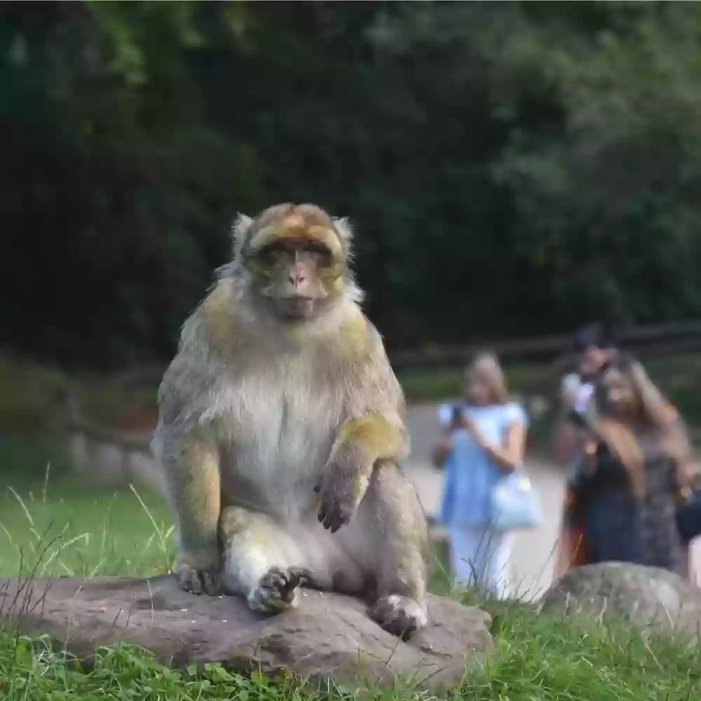 Trentham Monkey Forest