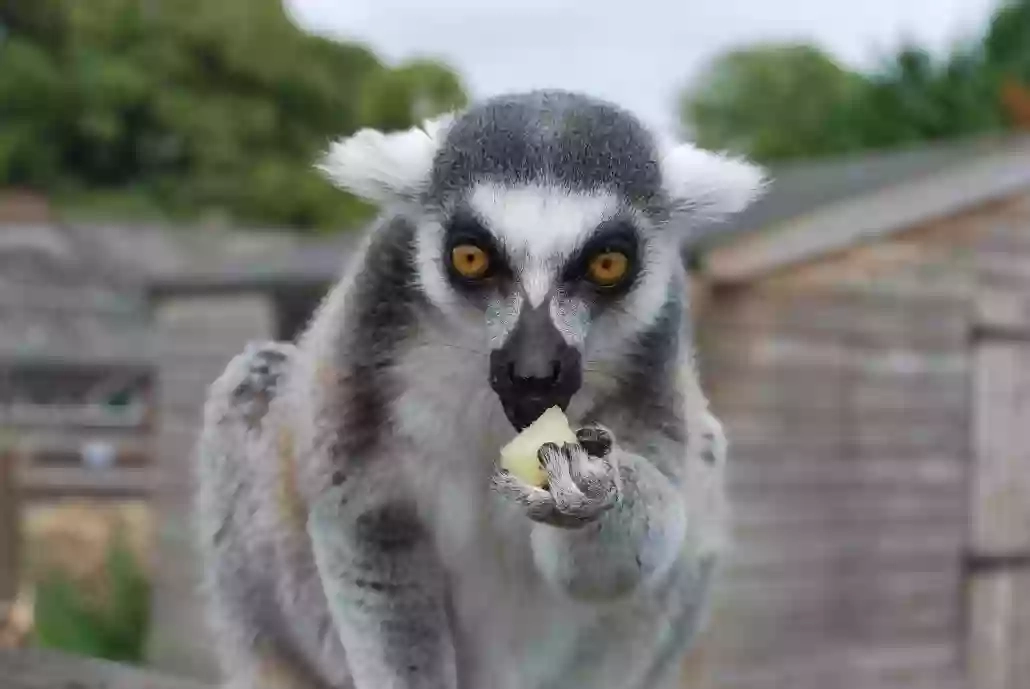 Reaseheath Mini Zoo