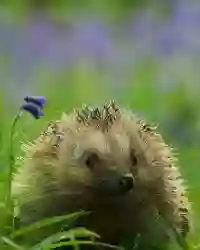 British Wildlife Centre