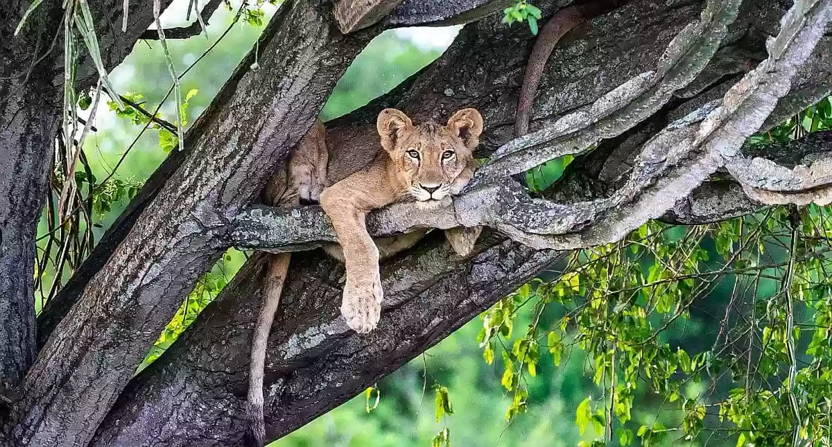 Cedarberg Africa