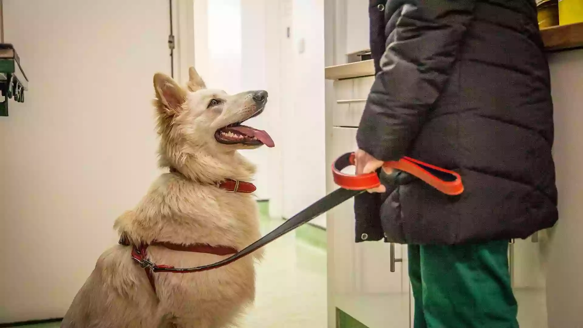 Acorn Veterinary Surgery