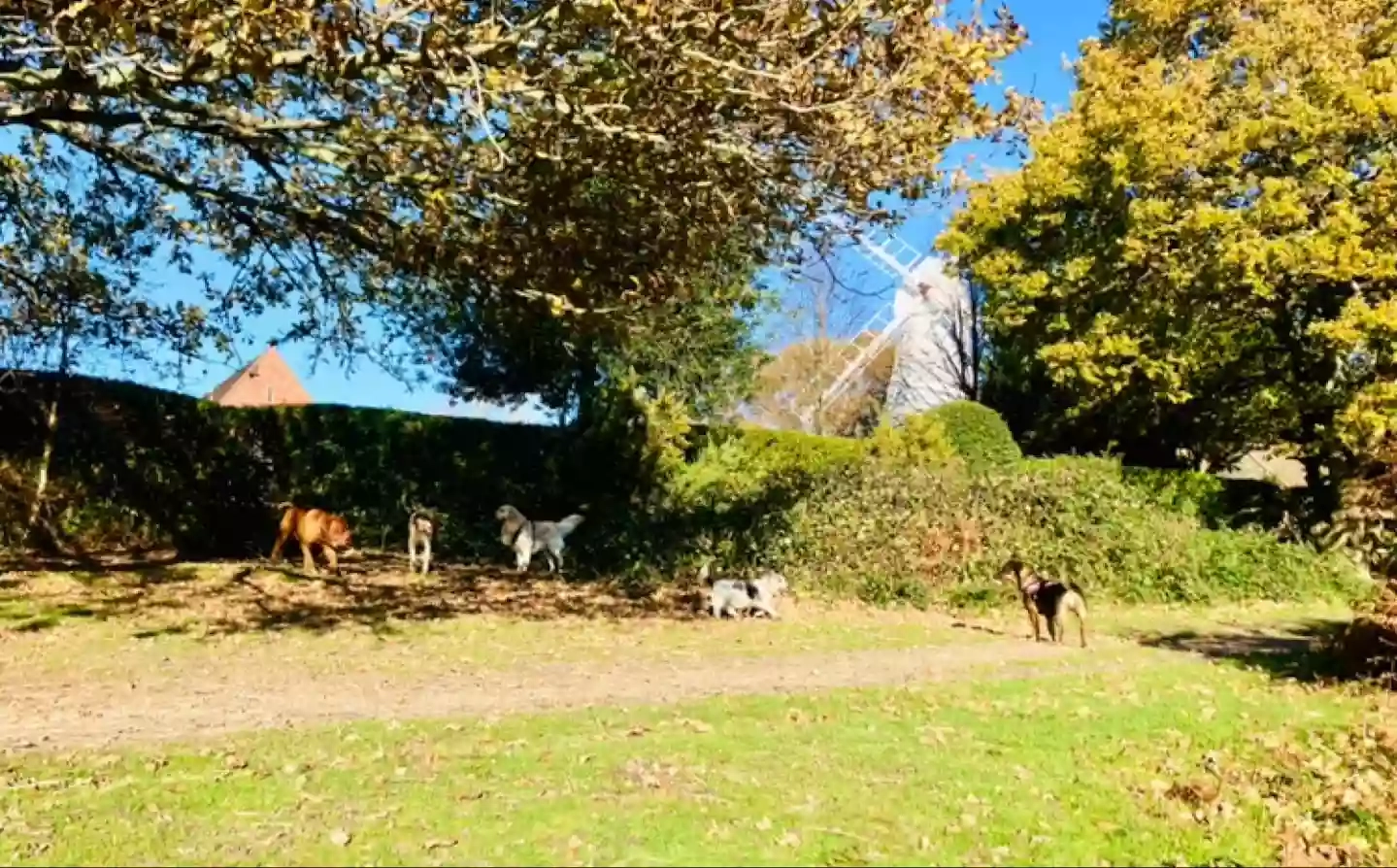 Tigers dog walking