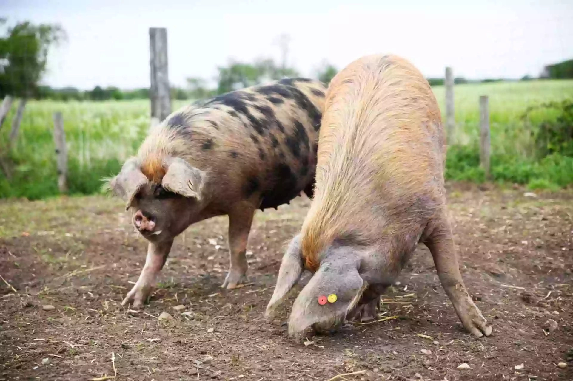 Hogshaw Farm & Wildlife Park