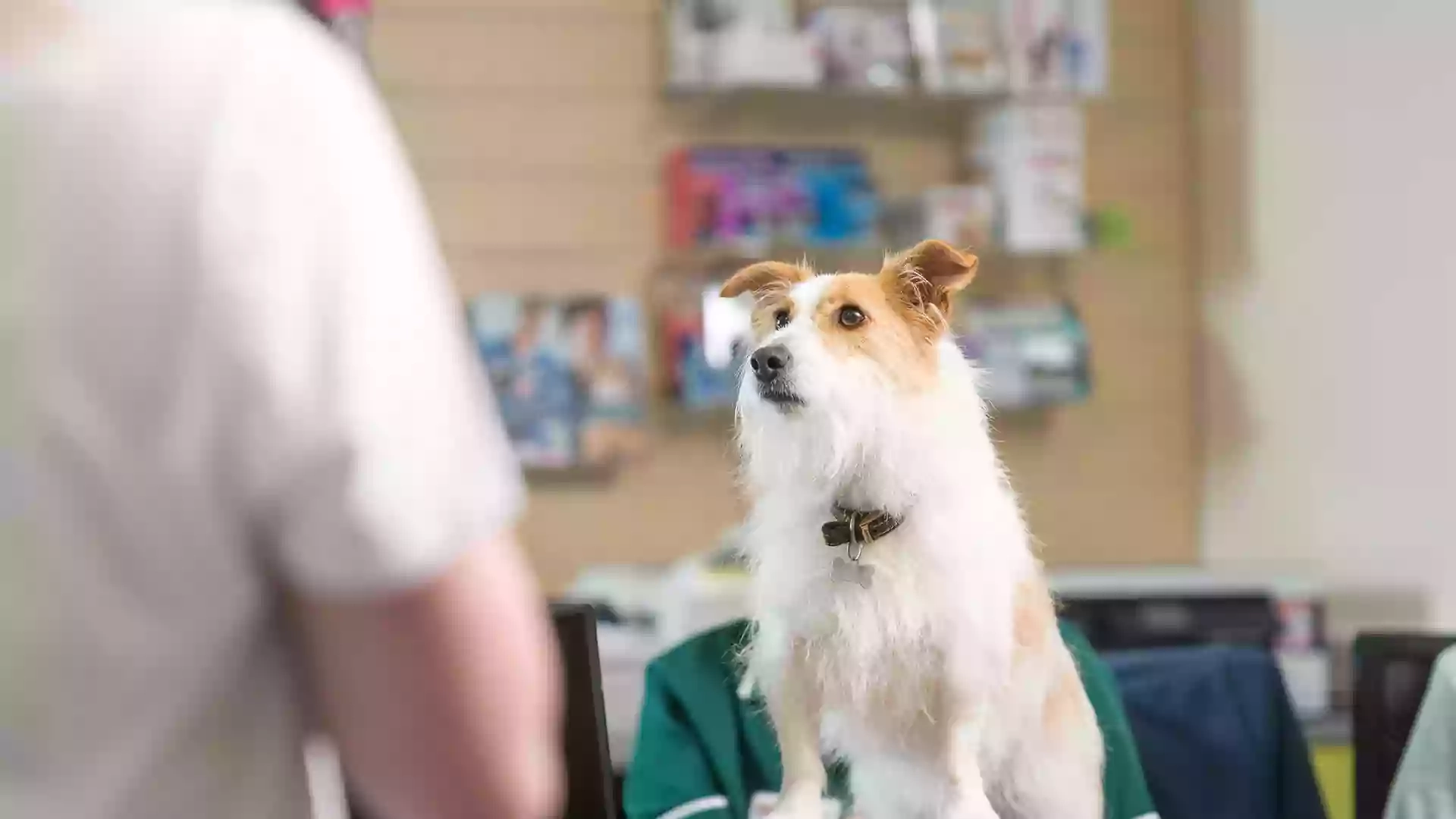 Lake View Veterinary Centre